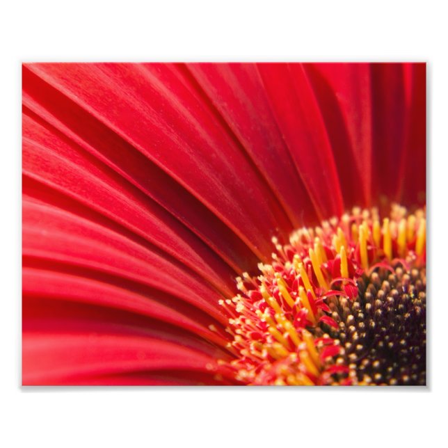 Red Macro Gerbera Daisy Blume Fotodruck (Vorne)