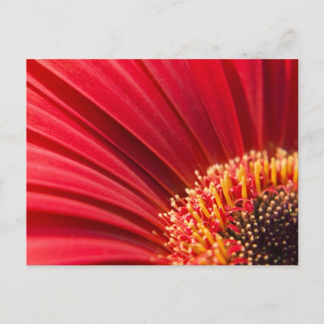 Red Macro Gerbera Daisy Blume Postkarte (Vorderseite)
