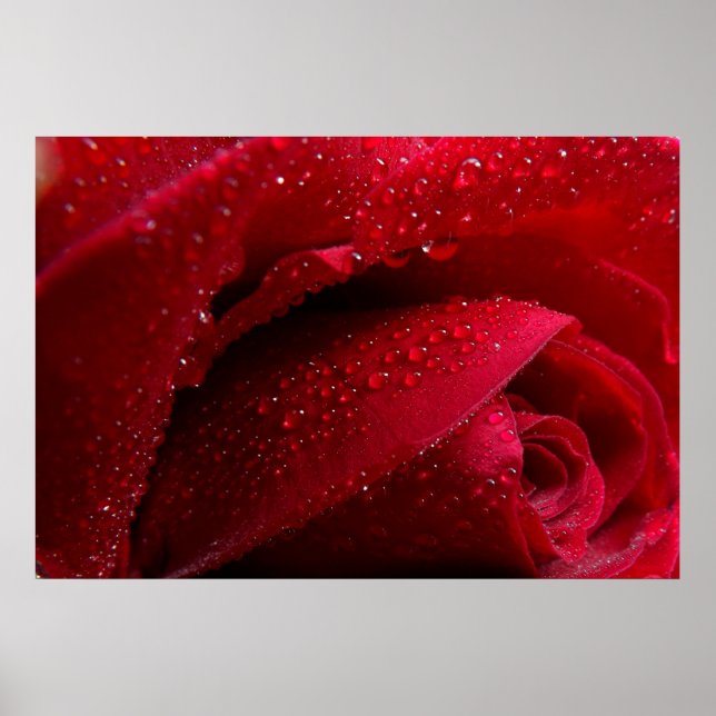 Red Macro Rose with Water Droplets Poster (Vorne)