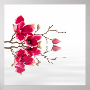 Red Magnolia Blossom Beauty Wellness-Center Relaxi Poster