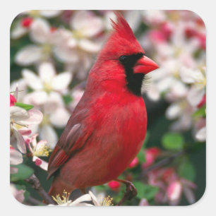 Red Male Kardinal Quadratischer Aufkleber