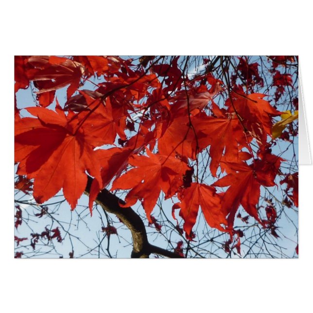 Red Maple Leaves (Devant horizontal)