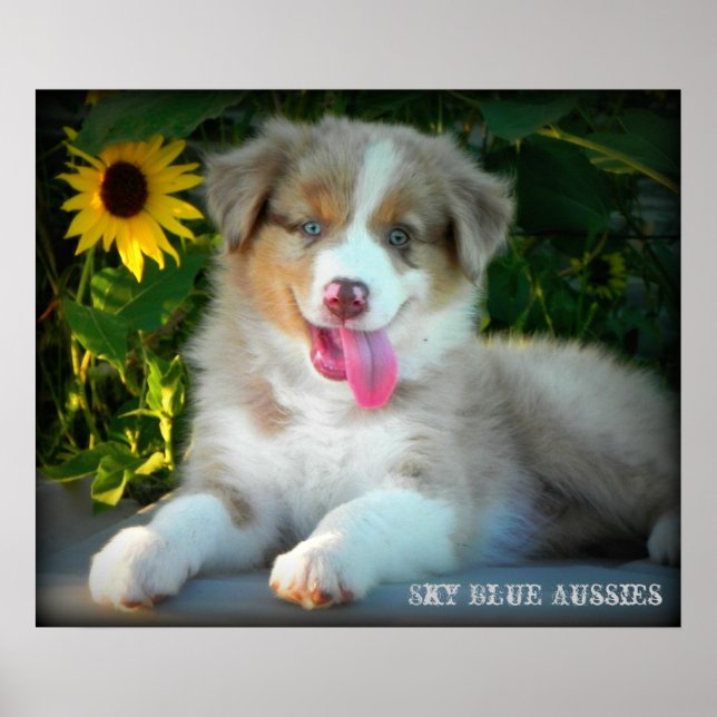 Red Merle 2 Australian Shepherd Poster (Devant)