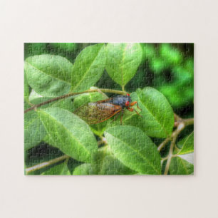 Red Mit Augen Cicada