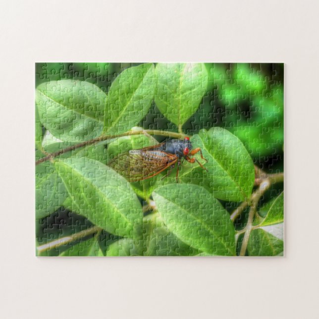 Red Mit Augen Cicada (Horizontal)