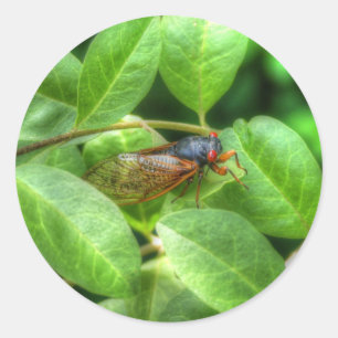 Red Mit Augen Cicada Runder Aufkleber