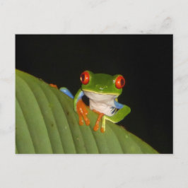 Red Mit Augen Gaudy Night Frosch DIY Postcard Postkarte