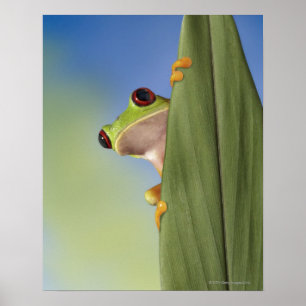 Red Mit Augen Tre Frog Pinkeln von hinten Poster