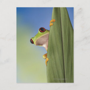 Red Mit Augen Tre Frog Pinkeln von hinten Postkarte