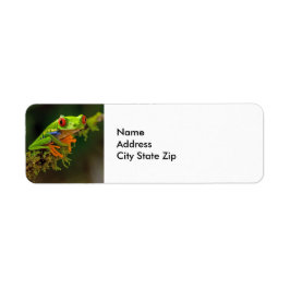 Red Mit Augen Tree Frog Foto