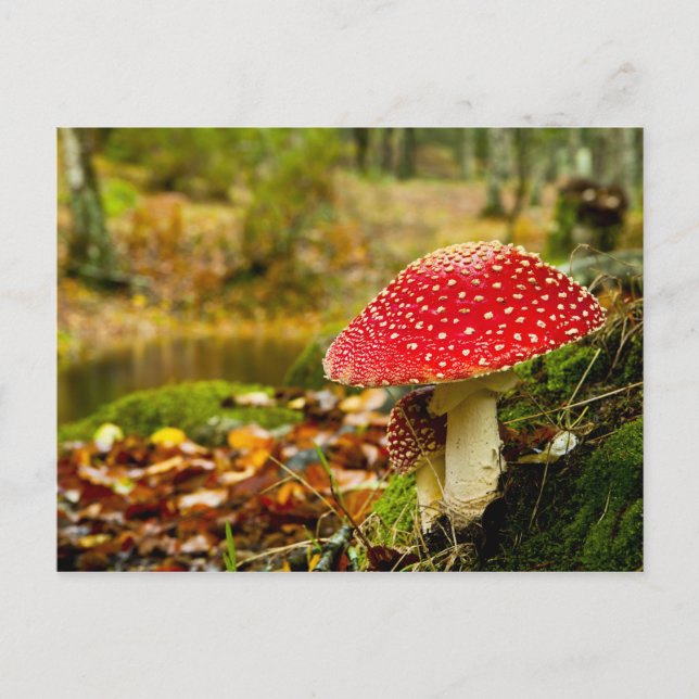 Red Mushroom Postkarte (Vorderseite)