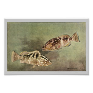 Red & Nassau Groupe Vintage Fischdrucke Fotodruck