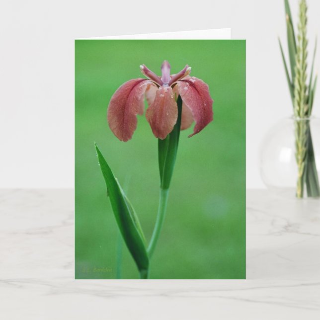Red Native Louisiana Iris Card Karte (Vorderseite)