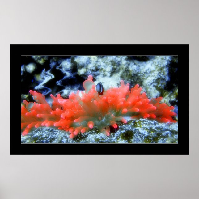 Red Neon Anemone mit Kosmetikfilter-Effekt Poster (Vorne)
