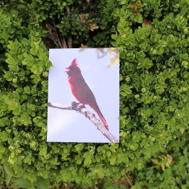 Red Northern Kardinal Bird Postkarte