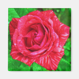 Red on Red Strip Rose Magnet
