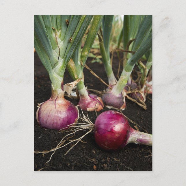 Red Onions Postkarte (Vorderseite)