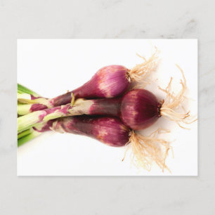 Red onions postkarte
