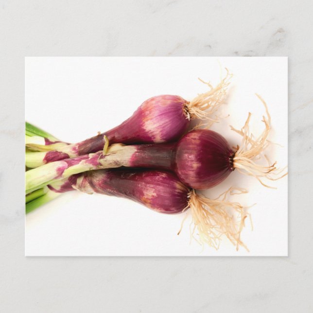 Red onions postkarte (Vorderseite)