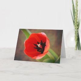 Red Orange Tulip Blume Art Note Card Karte
