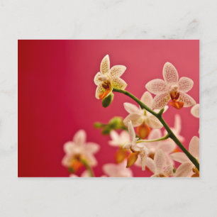 Red Orchid Postcard Postkarte