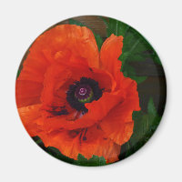 Red Oriental Poppy