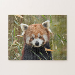 Red Panda