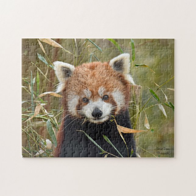 Red Panda (Horizontal)
