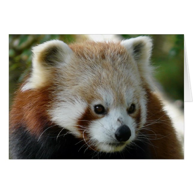 Red Panda (Vorderseite (Horizontal))