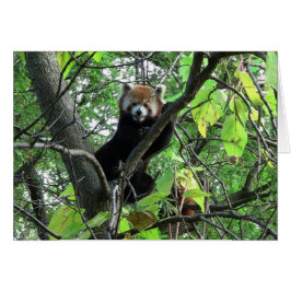 Red Panda