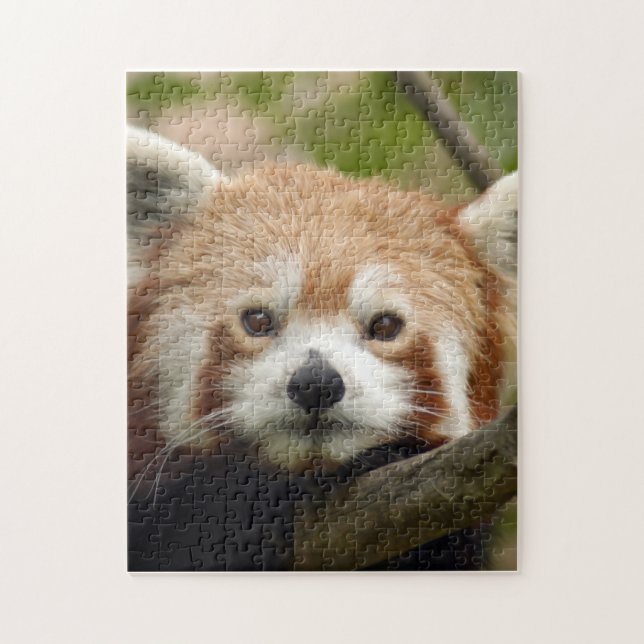 red-panda-010 (Vertikal)