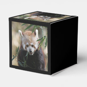 Red_Panda_2015_0311 Geschenkschachtel