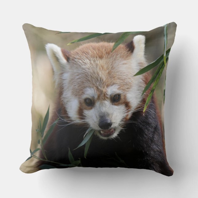 Red_Panda_2015_0311 Kissen (Vorderseite)