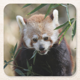Red_Panda_2015_0311 Rechteckiger Pappuntersetzer