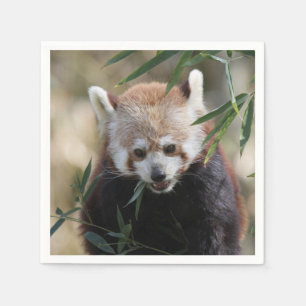 Red_Panda_2015_0311 Serviette