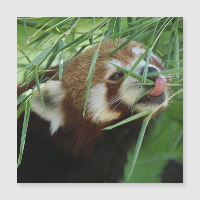 Red_Panda_2015_0707 Magnetkarte (Vorderseite)