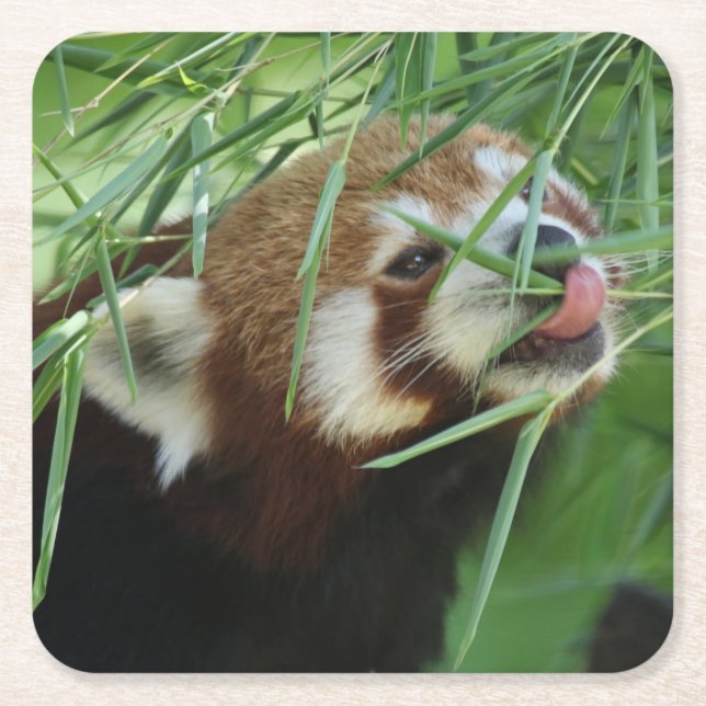 Red_Panda_2015_0707 Rechteckiger Pappuntersetzer (Vorderseite)