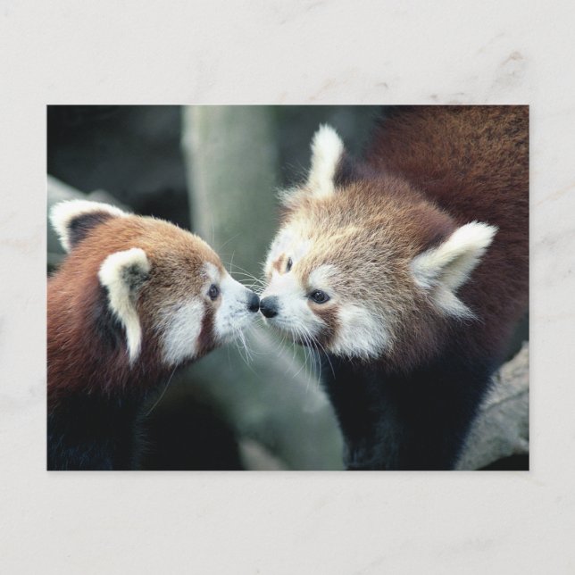Red Panda #2 Postkarte (Vorderseite)