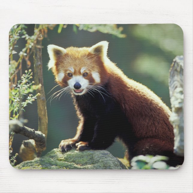 Red Panda Ailurus fulgens) Mousepad (Vorne)