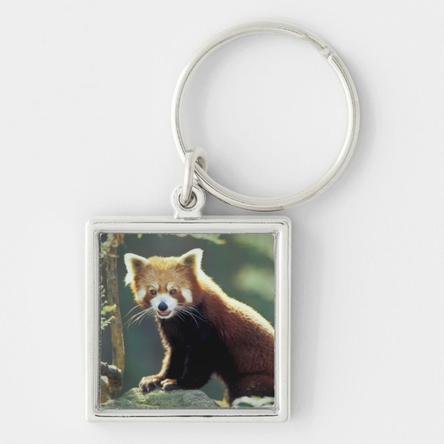 Red Panda Ailurus fulgens) Schlüsselanhänger (Vorne)