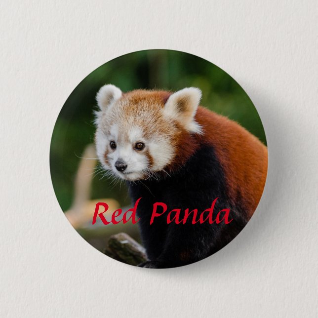 Red Panda Animal Fotografy Button (Vorderseite)