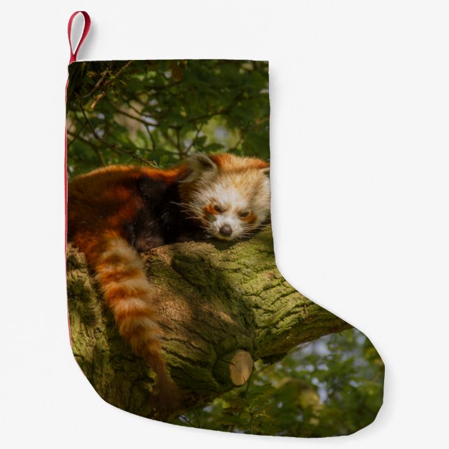 RED PANDA AUF DER BRANCHE VON GRÜNEN BÄUMEN KLEINER WEIHNACHTSSTRUMPF (Vorderseite)