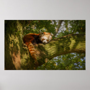 RED PANDA AUF DER BRANCHE VON GRÜNEN BÄUMEN POSTER