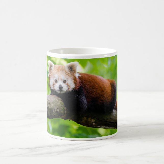 Red Panda Bear Foto Kaffeetasse (Mittel)
