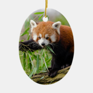 Red Panda Eating Green Leaf Keramikornament