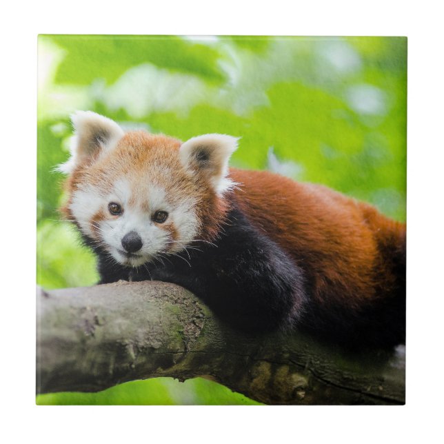 Red Panda Fliese (Vorderseite)