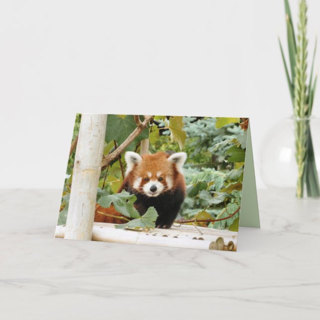 Red Panda Karte (Vorderseite)