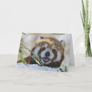 Red Panda Karte