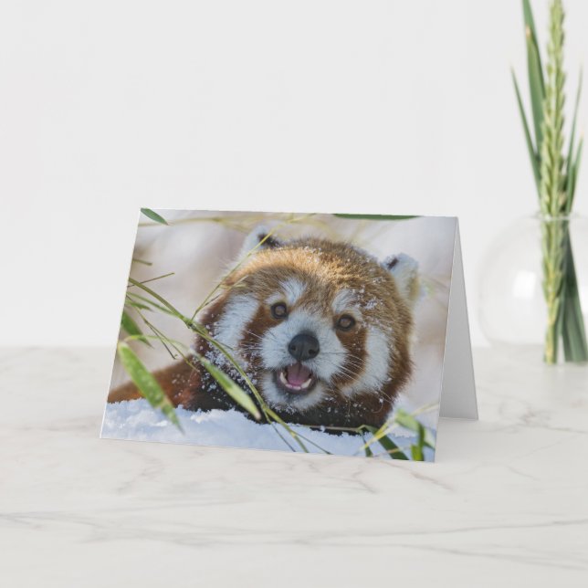 Red Panda Karte (Vorderseite)