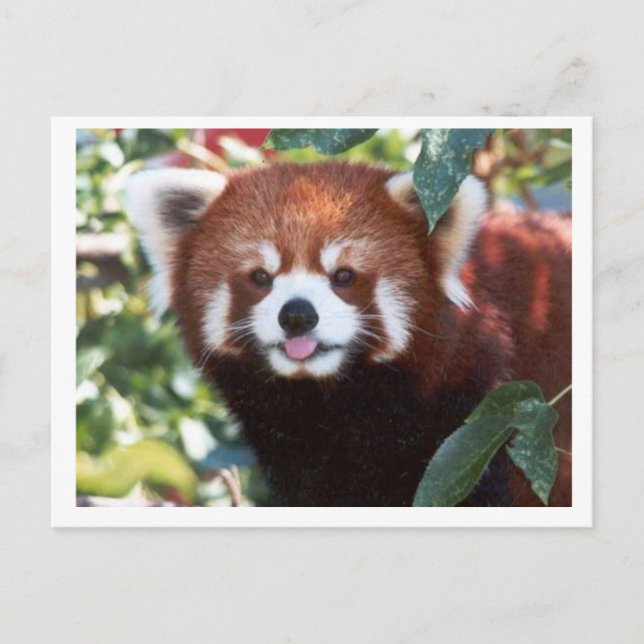 Red Panda Laughing Postkarte (Vorderseite)
